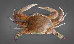 Haanii Crab