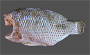 Tilapia Whole Gutted Scale Off 