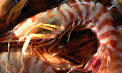 Shrimp Products
